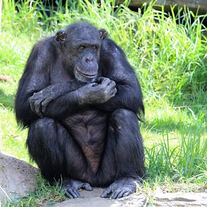 Chimpanzee at Taronga Zoo
