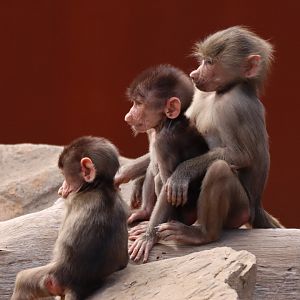 Three of the four new baby Hamadryas Baboon