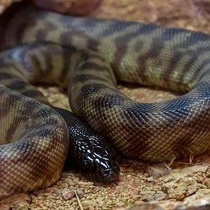 Black-headed Python / Hamerton / 28-9-20