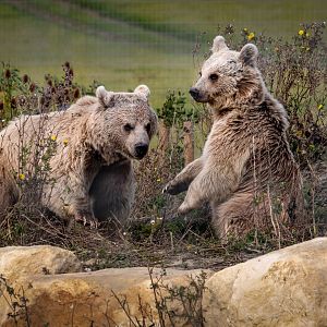 Syrian Brown Bear brothers / Hamerton / 28-9-20