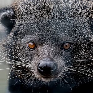 1yr old Javan Binturong / Hamerton / 28-9-20