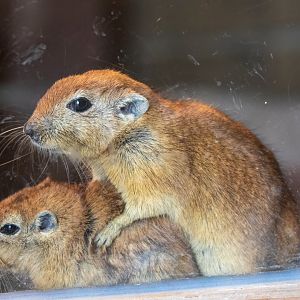 Fat Sand Rats / Hamerton 28-9-20