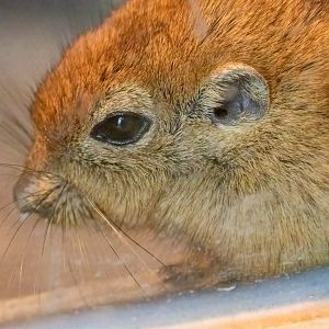 Fat Sand Rat / Hamerton 28-9-20