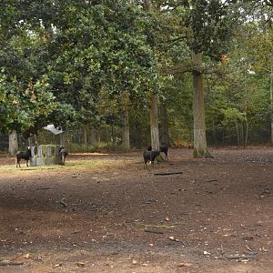 White-tailed Gnu, Sitatunga & Greater Kudu drive-through