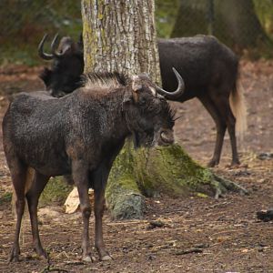 soaked White-tailed Gnu