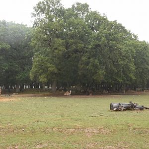 Safari drive-through