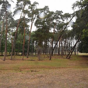 Safari drive-through