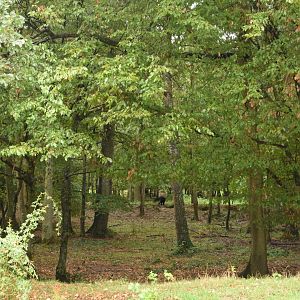 N-American drive-through