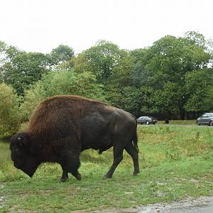 American Bison in drive-through