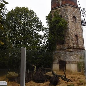 Slender-tailed Meerkat enclosure