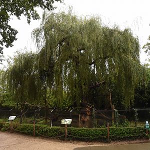 Ring-tailed Coati enclosure