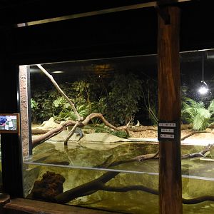 African Dwarf Crocodile & quelea enclosure