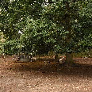 Somali Wild Ass & Somali Sheep enclosure