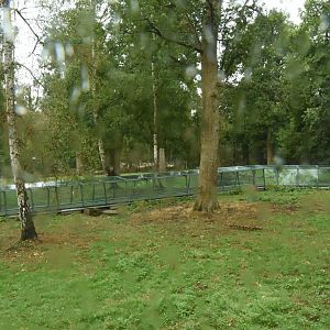 Lion enclosure