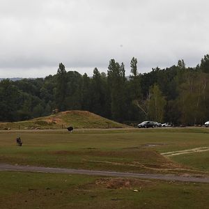 Drive-through safari