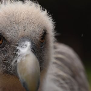 Griffion Vulture