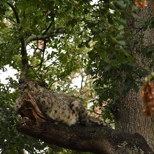 Snow Leopard in a tree