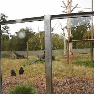 part of Tonkean Macaque enclosure