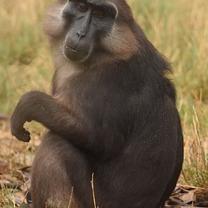 Tonkean Macaque