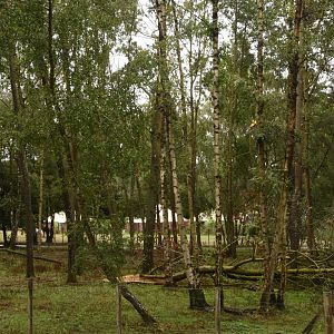 Arabian Oryx enclosure