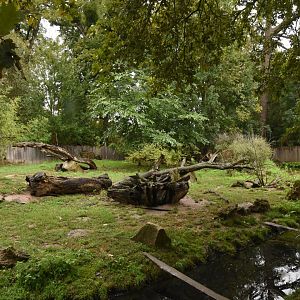 Small-clawed Otter enclosure