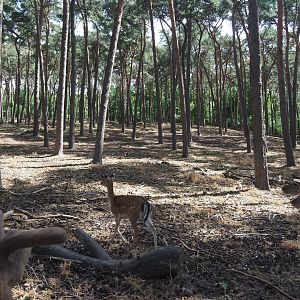 Fallow Deer Exhibit