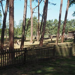 Domestic Goat Exhibit