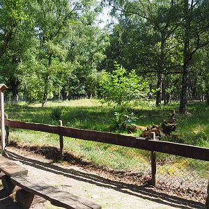 Alpine Marmot Exhibit