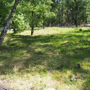 Alpine Marmot Exhibit