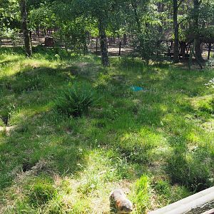 Alpine Marmot Exhibit
