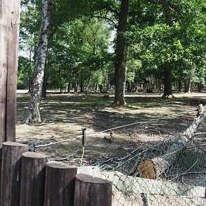 Fallow Deer Exhibit