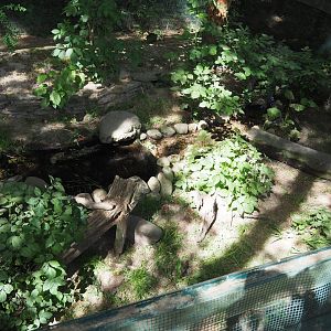 European Mink Exhibit