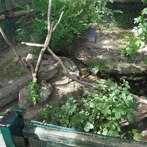 European Mink Exhibit