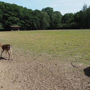 Fallow Deer Exhibit