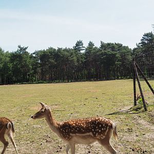 Fallow Deer Exhibit