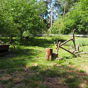 Common Raccoon Exhibit