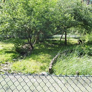 Common Raccoon Exhibit