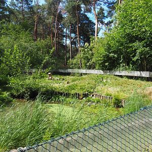 Common Raccoon Exhibit