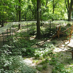European Pine Marten Exhibit