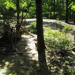 European Pine Marten Exhibit