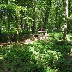 Eurasian Lynx Exhibit