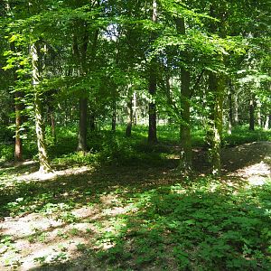Eurasian Lynx Exhibit