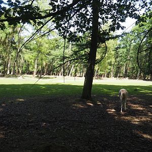 White Red Deer Exhibit