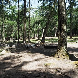 White Red Deer Exhibit