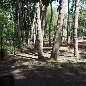 White Red Deer Exhibit
