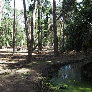 Black Fallow Deer Exhibit