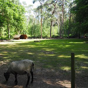 Heath Sheep Exhibit