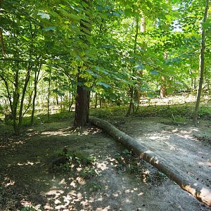 Eurasian Wolf Exhibit