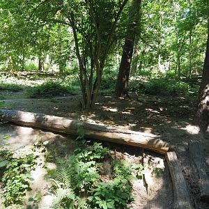 Eurasian Wolf Exhibit