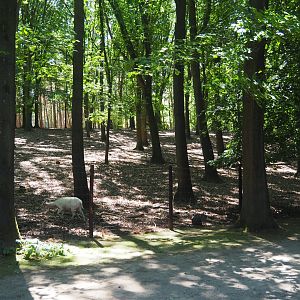 White Fallow Deer Exhibit